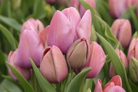 Tulp blue heaven 7 bollen - afbeelding 2