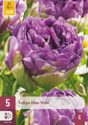 Tulp blue wow 5 bollen - afbeelding 3