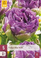 Tulp blue wow 5 bollen - afbeelding 3