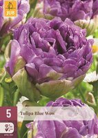 BLUE WOW TULIPA