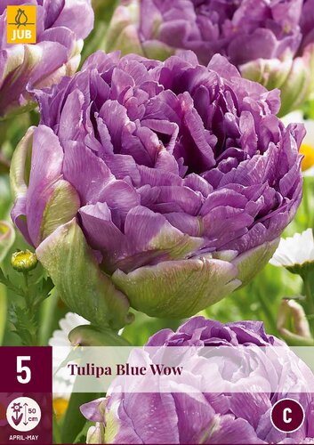 BLUE WOW TULIPA