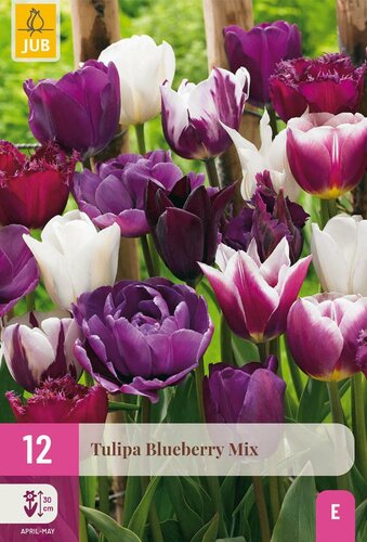 Tulp blueberry mix 12 bollen