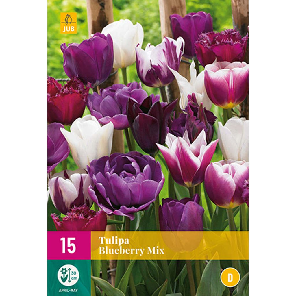 Spelen met Invloed Minimaal Tulp blueberry mix 15 bollen - Bloembollen Kopen? | Goedkoop Bloembollen  online Bestellen!