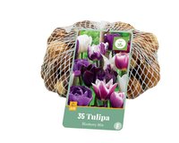 Tulp blueberry mix 35 bollen