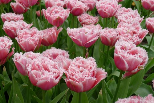 BREST TULIPA