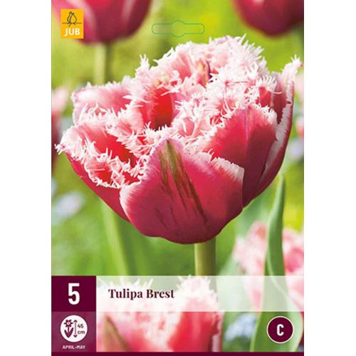 BREST TULIPA