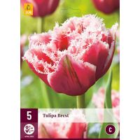 BREST TULIPA