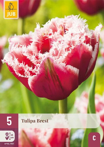 Tulp Brest 5 bollen - afbeelding 3