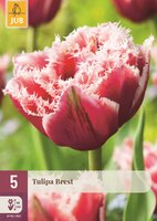 BREST TULIPA
