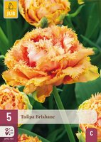 Tulp Brisbane 5 bollen - afbeelding 3