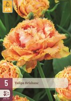 Tulp Brisbane 5 bollen