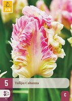 Tulp Cabanna 5 bollen - afbeelding 3