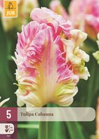 CABANNA TULIPA