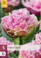 Tulp cairns 5 bollen - afbeelding 1