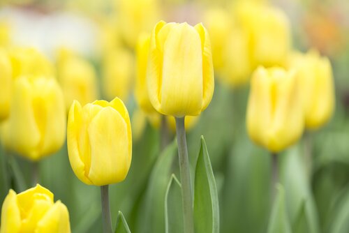 Tulp Candela 10 bollen - afbeelding 2