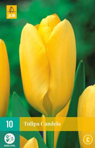 Tulp Candela 10 bollen - afbeelding 1