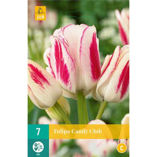 Tulp candy club 7 bollen - afbeelding 1