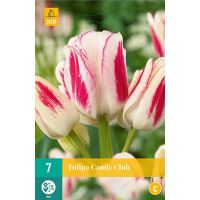 Tulp candy club 7 bollen - afbeelding 1