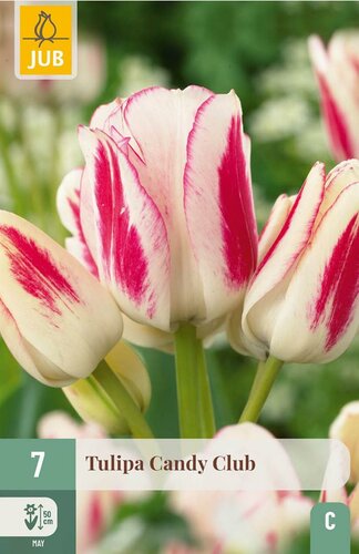 Tulp candy club 7 bollen - afbeelding 3