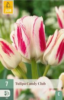 Tulp candy club 7 bollen - afbeelding 3