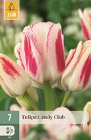 Tulp candy club 7 bollen