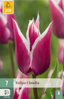 Tulp Claudia 7 bollen - afbeelding 3