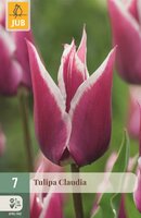 Tulp Claudia 7 bollen