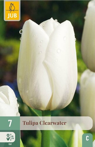 Tulp Clearwater 7 bollen - afbeelding 3