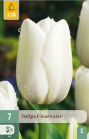Tulp Clearwater 7 bollen - afbeelding 3