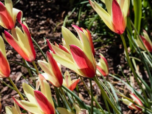 TULIPA CLUSIANA CYNTHIA