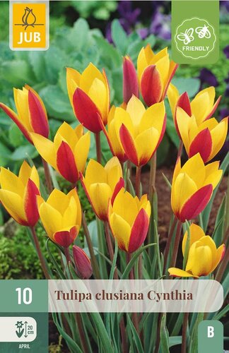 Tulp Clusiana Cynthia 10 bollen - afbeelding 3