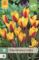 TULIPA CLUSIANA CYNTHIA
