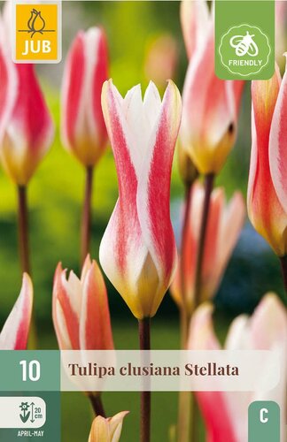 Tulp clusiana stellata 10 bollen - afbeelding 3