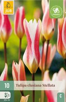 Tulp clusiana stellata 10 bollen - afbeelding 3
