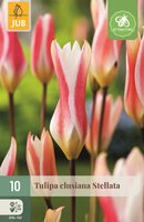 Tulp clusiana stellata 10 bollen