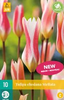 Tulp clusiana stellata 10 bollen - afbeelding 2