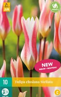 Tulp clusiana stellata 10 bollen - afbeelding 1