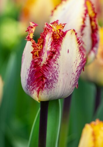 Tulp Colour Fusion 5 bollen - afbeelding 2