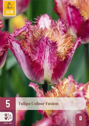 Tulp Colour Fusion 5 bollen - afbeelding 3