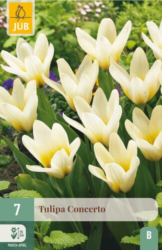 Tulp Concerto 7 bollen - afbeelding 3