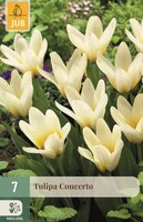 CONCERTO TULIPA