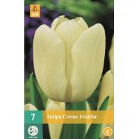 Tulp creme fraiche 7 bollen - afbeelding 1