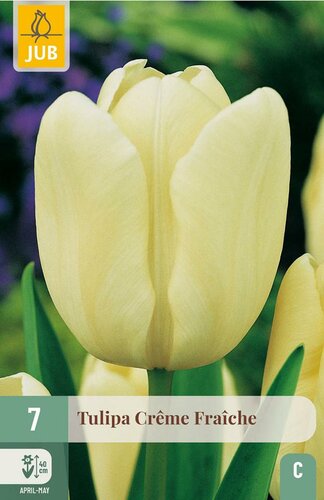 Tulp creme fraiche 7 bollen - afbeelding 3