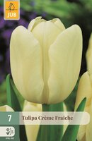 Tulp creme fraiche 7 bollen