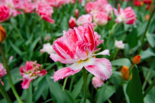 CRISPION SWEET TULIPA