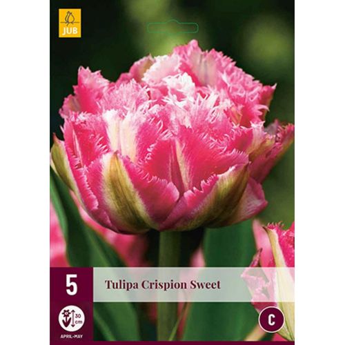 CRISPION SWEET TULIPA