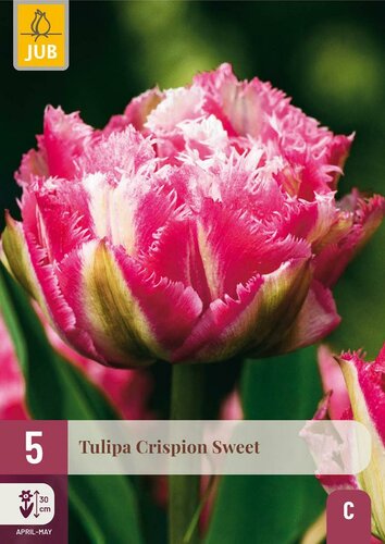 Tulp crispion sweet 5 bollen - afbeelding 3