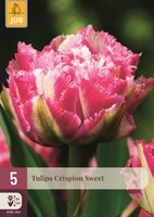 CRISPION SWEET TULIPA