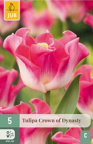 Tulp crown of dynasty 5 bollen - afbeelding 3