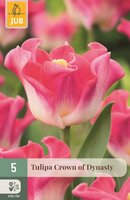 Tulp crown of dynasty 5 bollen